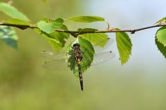 GES.libelle-