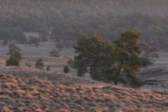H.V.B.02-Veluwe-No2
