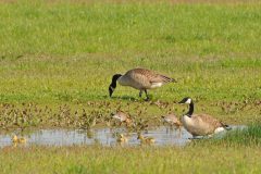 HVX2-DSC_75833-Canadese-gans-en-Grutto