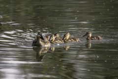 MAH_Eend-met-Pulletjes_NiB_03-01-2020_DSC3662