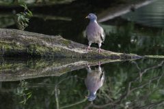 MAH_Houtduif_NiB_03-01-2020_DSC4030