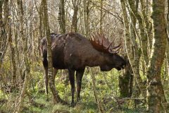 Gvm-Eland-DSC03378