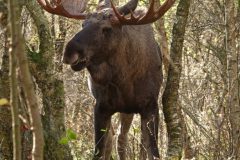 Gvm-Eland-in-bos-DSC03428