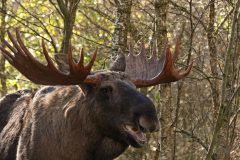 Gvm-Eland-in-bos-DSC03489
