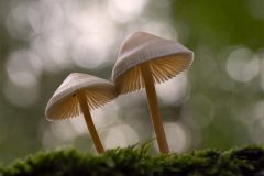 MAH_02_Mycena-Paddestoel_1036096_NiB_Jan_2024