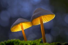 MAH_03_Glowing-Mushrooms_1036174_NiB_Jan_2024