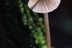 jan-albert-hellings-22-mycena-1920p