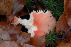 jan-albert-hellings-23-braakrussula