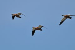 HVX1-DSC_76061c