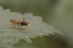 MAH_03_Helmkruidbladwesp_6272272_NiB-juli-2022