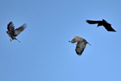CvdL-Kraaien-ruzieen-met-buizerd-Aa-bij-de-Wamberg
