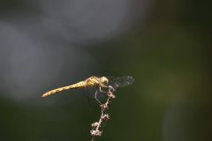 Gera-Schel-Libelle