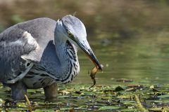 Gera-Schel-Reiger-met-salamander
