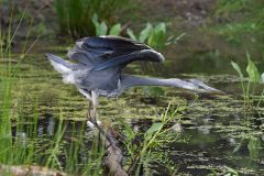 Gera-Schel-Reiger