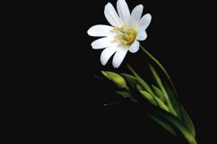Gerry-van-Meurs-1-witte-bloem-DSC02057_