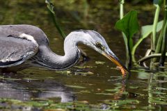 Mart-Schel-Reiger