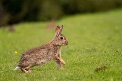 MAH_01_Konijn_1026310_NiB_Juni_2023