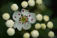 MAH_02_Meidoorn_1025645_NiB_Juni_2023
