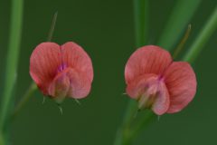 Mart-Lathyrus