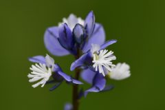 Mart-Vleugeltjesbloem