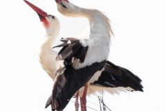 Rene-Steenbakkers-Natuur-in-Beeld_21
