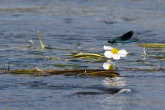 Rene-Steenbakkers-Natuur-in-Beeld_22