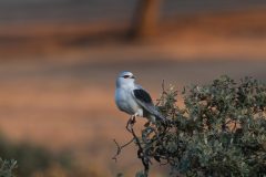 Rene-Steenbakkers-Natuur-in-Beeld_23