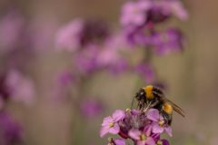 Willy-v.-Lanen-3-Hommel