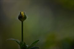 Gera-Schel-boterbloem