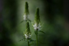 Gera-Schel-witte-rapunsel