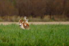 Gerry-van-Meurs-2-Grote-trap