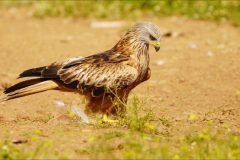 Gerry-van-Meurs-3-Rode-Wouw