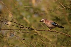 002ToVI_8189.jpgX_