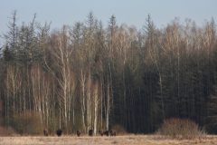 D.D.-NiB-3