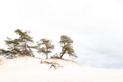 Mignon-3-Kootwijkerzand-0517-2020-2-29