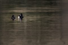 MAH_01_Kuifeentjes_DSC6797_NiB-maart-2022