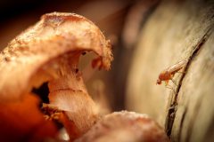 Kleine insecten in het bos ; Small insects in the forest