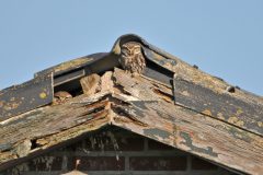 HVX3-DSC_77374c-Steenuilen