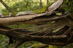 Kracht van moeder natuur