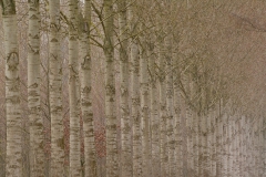 Henny-van-Bakel-fotoclub-mei-No-2-HVB_8388