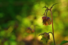 Henny-van-Bakel-fotoclub-mei-No-4-HVB_6164