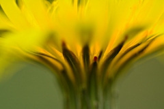 Henny-van-Bakel-fotoclub-mei-No-6-HVB_7540