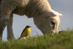 GVM2-gele-kwikstaart-met-schaap-01081