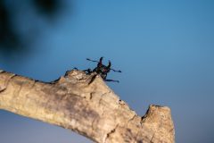 MAH-01_NiB_mei2021_Vliegendhert_DSC0024