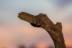 MAH-02_NiB_mei2021_Vliegendhert_DSC9983