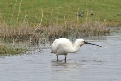 CvdL-Lepelaar-De-Marel-Texel