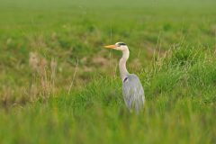 HVX1-DSC_77713-Blauwe-reiger