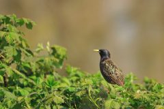 HVX2-DSC_77828-Spreeuw