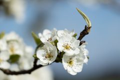 RvanEerd-NiB-ClubAvond-02-RvanEerd-20230430-160638-Canon-EOS-R-_MG_4299