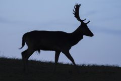 MAH_02_NiB_08-11-2019_Silhouet_Damhert_DSC6734